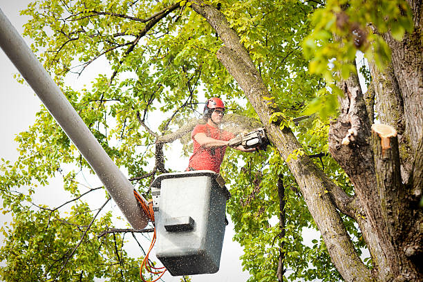 Trusted Bogota, NJ Tree Services Experts